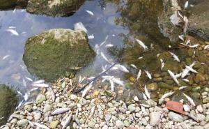  Inspektori utvrđuju okolnosti: Pomor ribe u Buškom jezeru