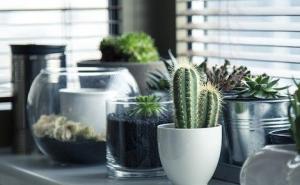 Ovo su savjeti za uzgoj kaktusa, biljke koja ne traži mnogo vaše pažnje