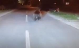 Medvjed sišao u grad u BiH, trčao ispred automobila