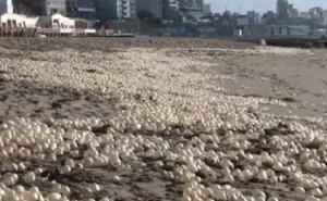 Prirodni fenomen: Plažu u Argentini prekrila "biserna jaja"