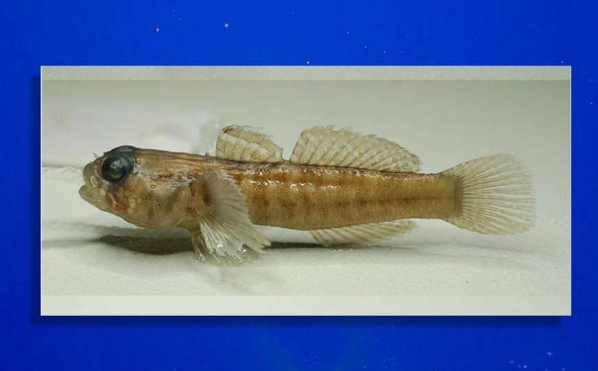 Objavljene i fotografije: U Jadranu otkrivena nova vrsta ribe