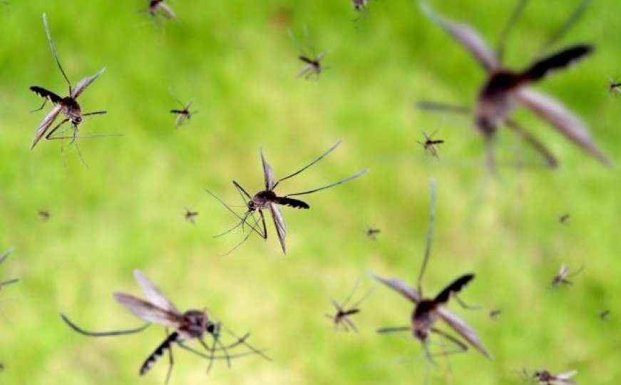 Počelo je: Genetski modificirani komarci pušteni u prirodu