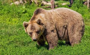 Medvjedi silaze u bh. gradove, nadležni poručuju: Ako je medvjed, nije stršljen