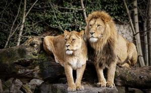 Indija: U safari parku Etawah dva lava zaražena koronom