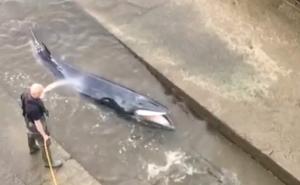 London:  Akcija spašavanja mladog kita nasukanog u Temzi