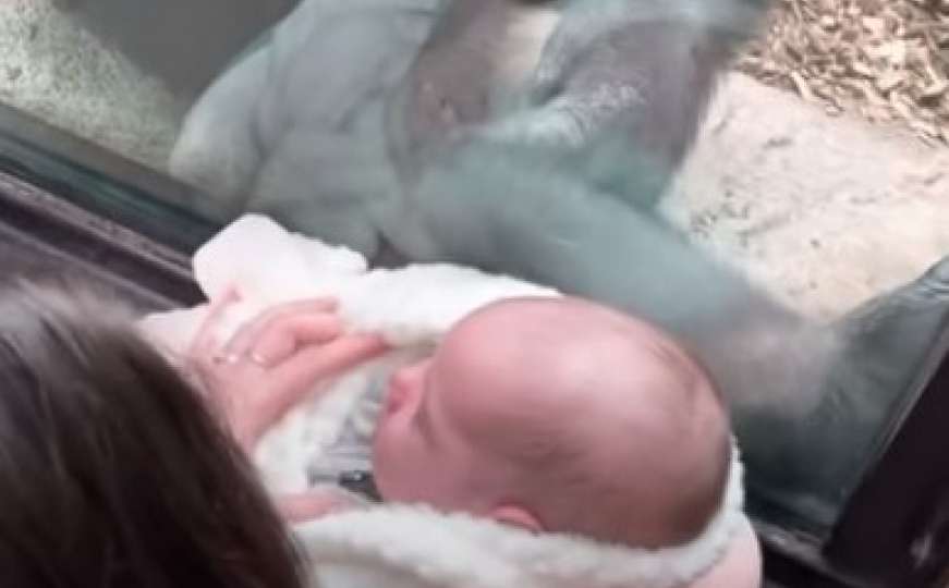 Susret bebe i gorile u zoološkom vrtu postao viralan