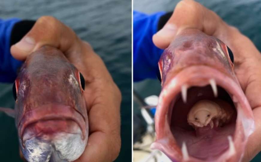 Student biologije ulovio ribu pa ostao šokiran: "Vidio sam vanzemaljca plavih očiju"  