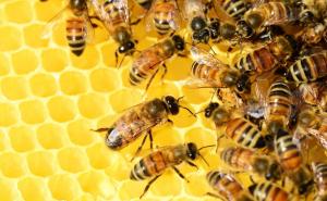 Sedam zanimljivosti koje niste znali o najvrjednijim kukcima na planeti