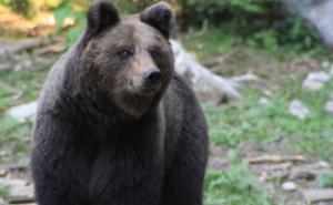 Medvjed sa Majevice sišao do imanja kod Čelića i usmrtio ovce