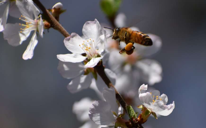 Svjetski dan pčela: Posebnost i zadivljujući podaci o pčelama