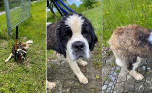 U toku istraga u Njemačkoj: Pronađen napušteni pas u lošem stanju s čipom iz BiH!