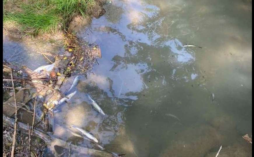 Ekološka katastrofa u rijeci Trešanici: Nafta izazvala pomor ribe!