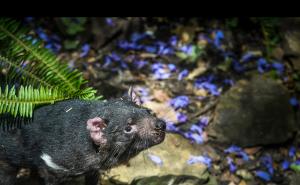 Nakon što su izumrli prije 3000 godina: Tasmanski vragovi rođeni u Australiji 