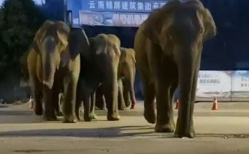 Nakon puta od 500 kilometara: Krdo divljih slonova približava se kineskom gradu 