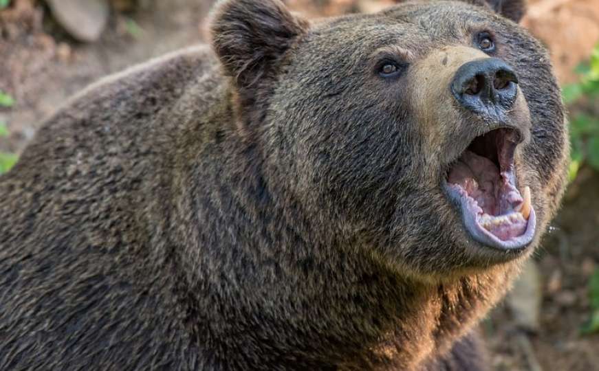 Ovo ne pamte ni stari lovci: Agresivni medvjed pravio haos na cesti u Hrvatskoj