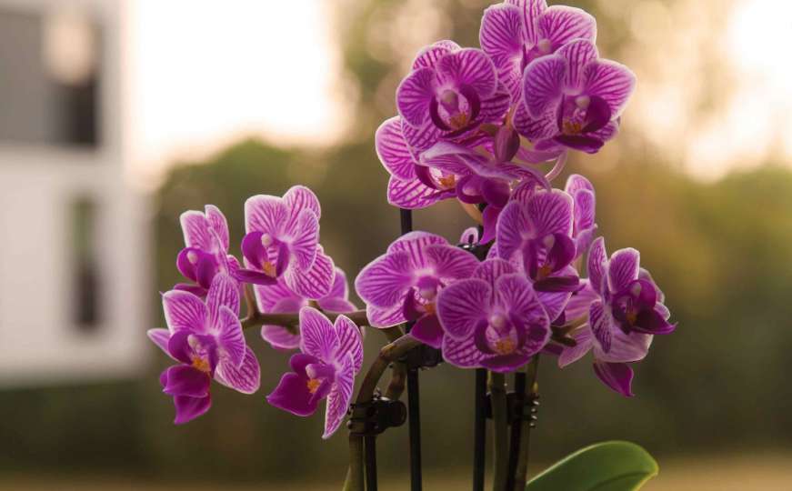 Pomoću ovog recepta vaša orhideja će trajati duže