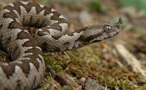 Riječ stručnjaka: Šta uraditi ako uočite zmiju i kako se ponašati u prirodi