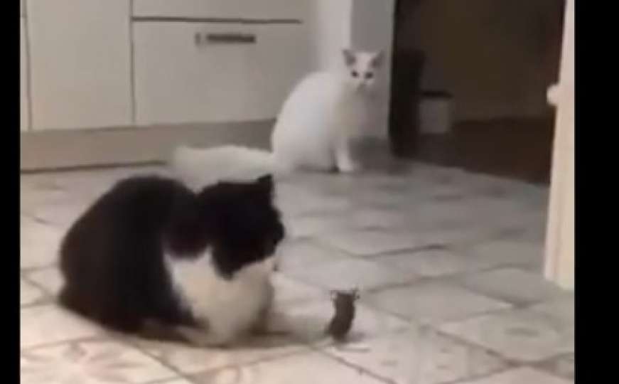 Urnebesan video: Vlasnik snimio mačke i miša, zbog ovog odlučio da ih proda