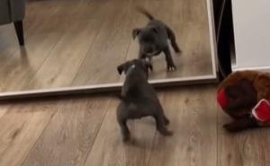 Preslatka reakcija psa koji je prvi put ugledao svoj odraz u ogledalu