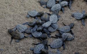 U vrećama prevozio 152 kornjače, prijavljen za mučenje životinja
