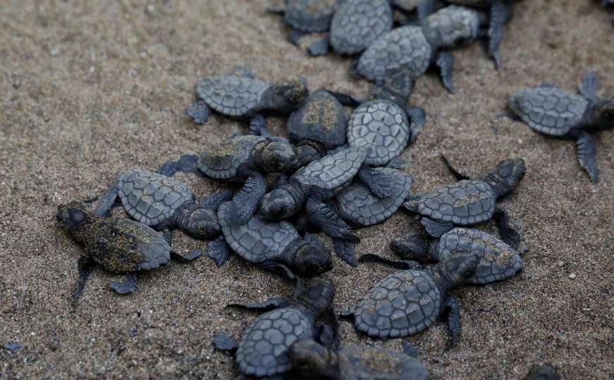 U vrećama prevozio 152 kornjače, prijavljen za mučenje životinja