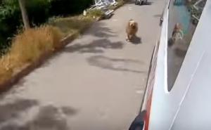 Dirljiv video: Vjerni pas trčao za vozilom Hitne pomoći