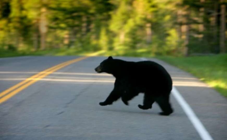 Bh. vozači, oprez: Medvjed i mečić na cesti