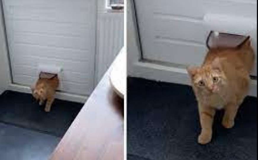 Mačka ušetala u pogrešnu kuću, njena reakcija je sve nasmijala 