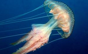 U Jadranskom moru uočena opasna meduza 