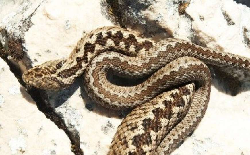 Federalni zavod o nestašici seruma protiv ugriza zmije: "Nije naša nadležnost"