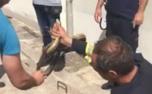 Neobična intervencija vatrogasca: Pogledajte sa kojom lakoćom je izvadio zmiju 