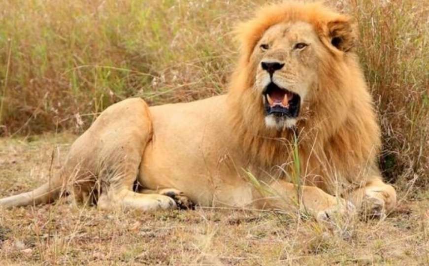 Uginuo legendarni kralj životinja i najstariji lav Scarface: Zbog ovoga je bio poznat