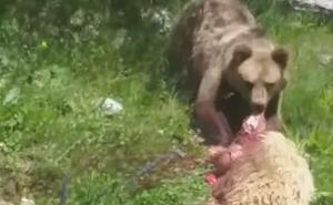 Snimljen napad medvjeda na stado ovaca u BiH