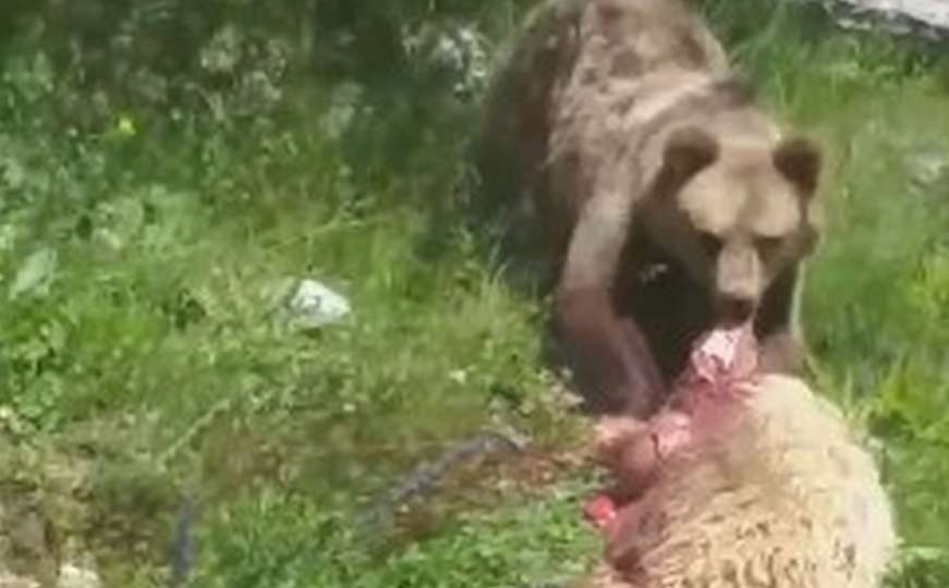 Snimljen napad medvjeda na stado ovaca u BiH