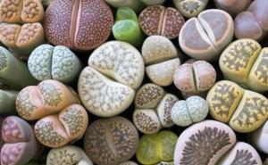 Žive stijene, šareni kamenčići: Biljka koja je apsolutni hit za ukrašavanje doma