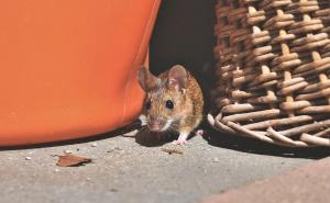 U Australiji zatvorenici evakuisani zbog miševa: Oštetili zidove, grickali kablove 