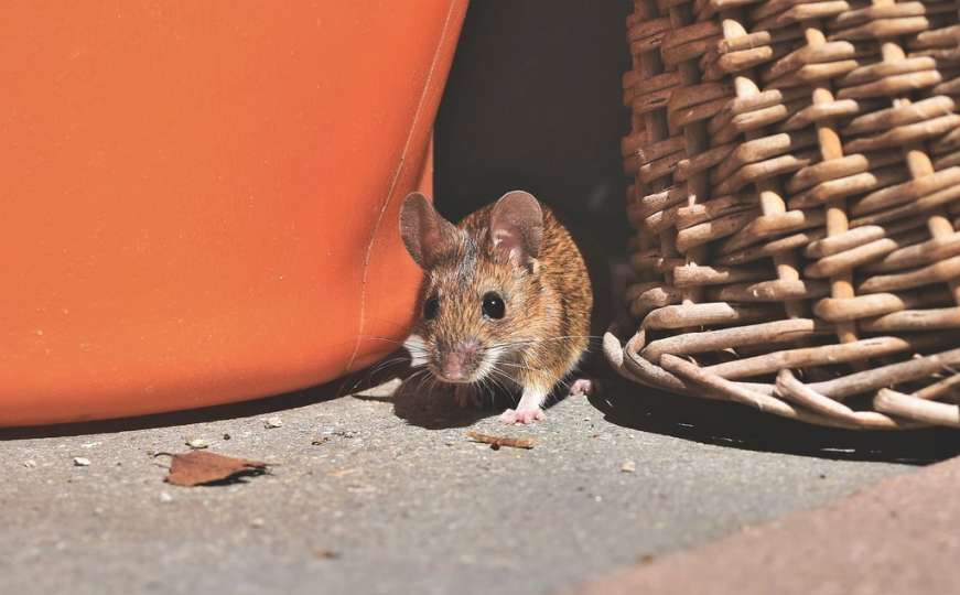 U Australiji zatvorenici evakuisani zbog miševa: Oštetili zidove, grickali kablove 