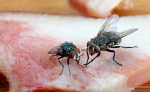 Naučnici odgovorili: Da li trebamo baciti hranu na koju je sletjela muha?