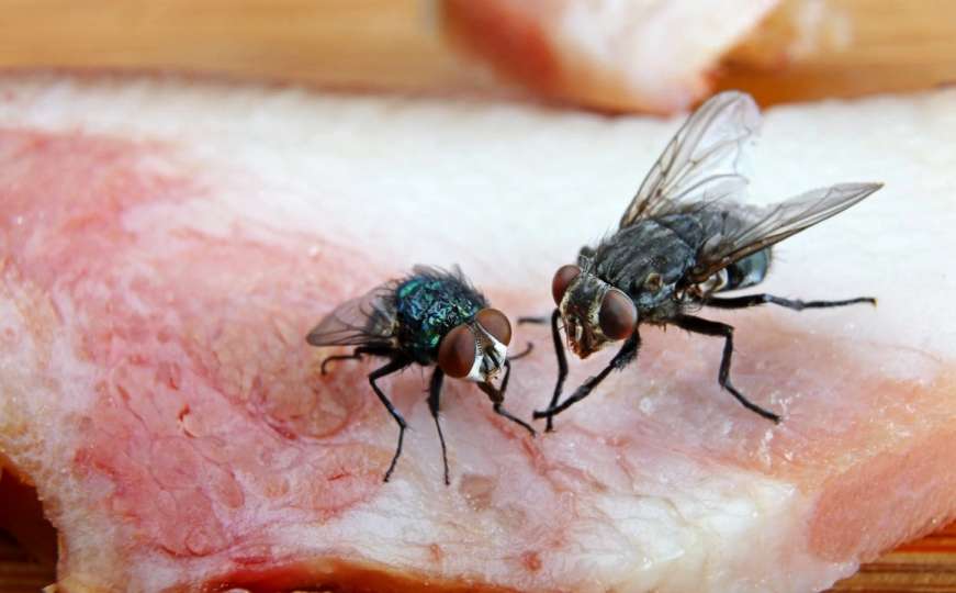 Naučnici odgovorili: Da li trebamo baciti hranu na koju je sletjela muha?