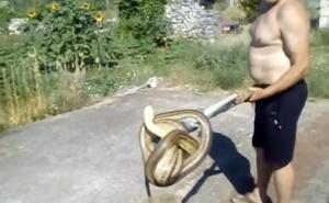 Žena u Hercegovini krenula praviti doručak i pronašla zmiju od dva metra