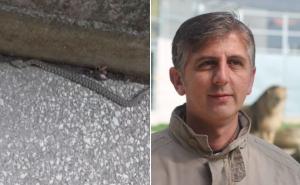 Stručnjak pojasnio koja je vrsta zmije snimljena u centru Sarajeva