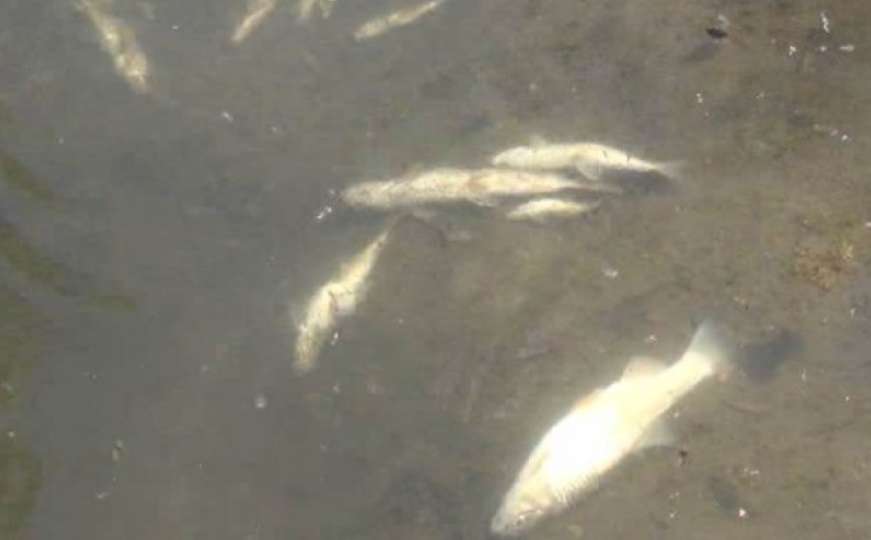 Horor scene u regiji: Masovni pomor riba u rijeci, stotine plutaju po površini 