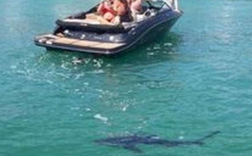 Morski pas cijeli dan pliva uz obalu na jadranskom moru, snimili ga turisti