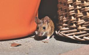 U mostarskoj bolnici zabilježena dva nova slučaja mišje groznice