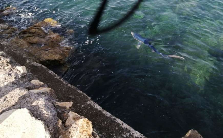 Uz plažu na Jadranu snimljena ajkula - doplivala je do same obale