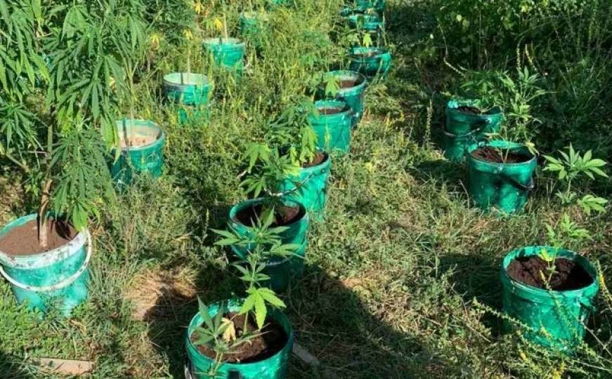 Čapljina: Policija pronašla 80 stabljika marihuane, uhapšene dvije osobe