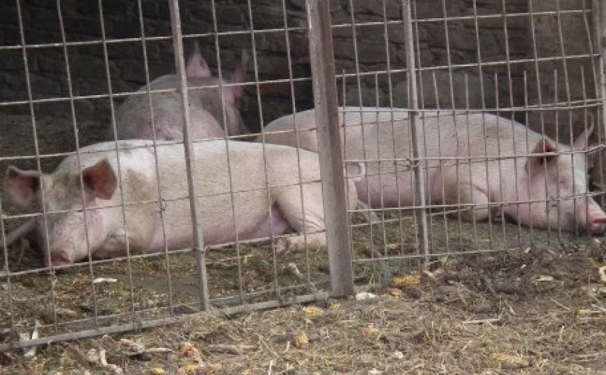 Otkriveni prvi slučajevi afričke svinjske kuge 