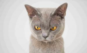 Pet najborbernijih horoskopskih znakova: Sa jednim bi trebali biti jako oprezni