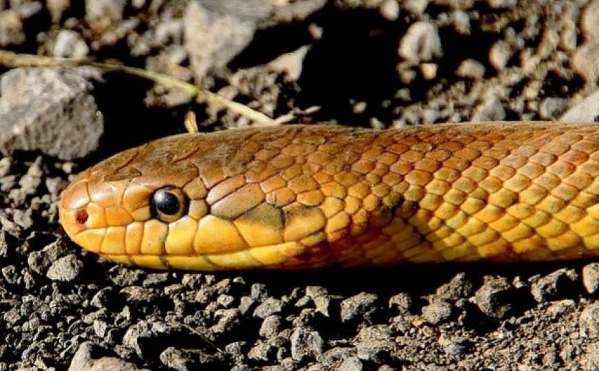 Naučnici od zmijskog otrova napravili ljepilo za ekspresno zaustavljanje krvarenja