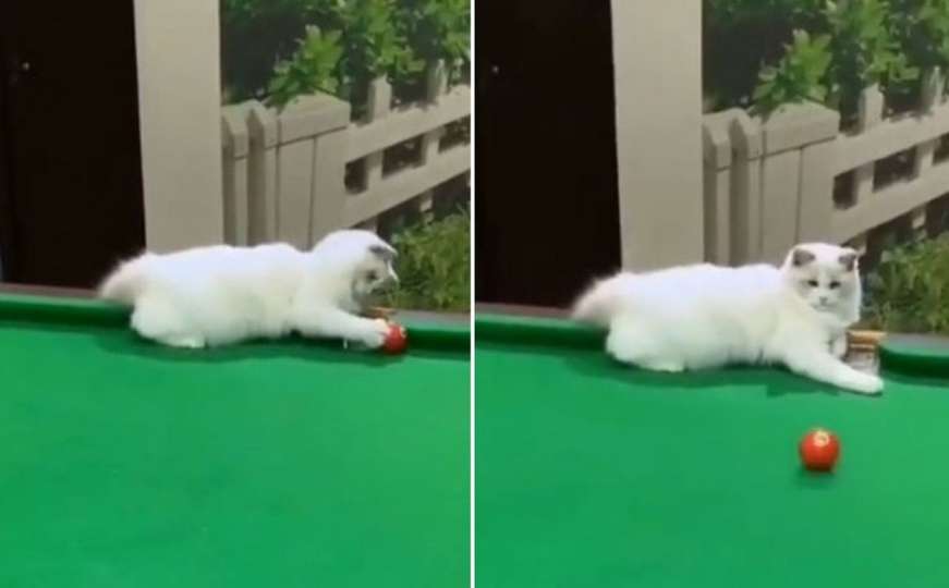 Timski rad: Pogledajte kako su mačka i vlasnik zaigrali bilijar